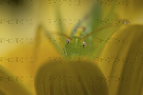 Oak bush cricket (Meconema thalassinum) adult insect on a garden yellow flower in summer, England, United Kingdom