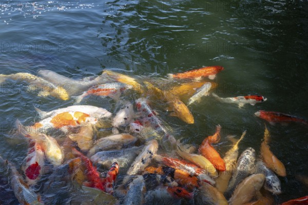 Koi, Nishikigoi, colour carp, many fish feeding on the water surface in the moat of Hiroshima Castle, also called carp castle, sight, tourist attraction, Naka Ward, Hiroshima, Japan