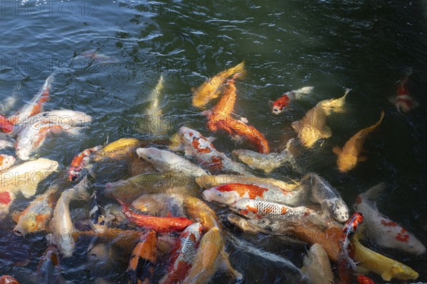 Koi, Nishikigoi, colour carp, many fish feeding on the water surface in the moat of Hiroshima Castle, also called carp castle, sight, tourist attraction, Naka Ward, Hiroshima, Japan