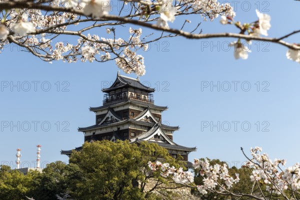 Hiroshima Castle, also known as Carp Castle, against a blue sky with cherry blossoms, sakura, and moat, replica of the original destroyed in the atomic bombing, sight, tourist attraction, Naka Ward, Hiroshima, Japan