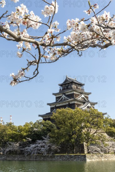 Hiroshima Castle, also known as Carp Castle, against a blue sky with cherry blossoms, sakura, and moat, replica of the original destroyed in the atomic bombing, sight, tourist attraction, Naka Ward, Hiroshima, Japan