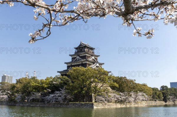 Hiroshima Castle, also known as Carp Castle, against a blue sky with cherry blossoms, sakura, and moat, replica of the original destroyed in the atomic bombing, sight, tourist attraction, Naka Ward, Hiroshima, Japan
