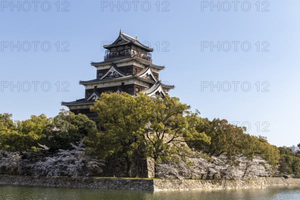 Hiroshima Castle, also known as Carp Castle, against a blue sky with cherry blossoms, sakura, and moat, replica of the original destroyed in the atomic bombing, sight, tourist attraction, Naka Ward, Hiroshima, Japan