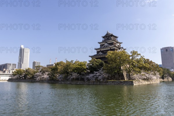 Hiroshima Castle, also known as Carp Castle, against a blue sky with cherry blossoms, sakura, and moat, replica of the original destroyed in the atomic bombing, sight, tourist attraction, Naka Ward, Hiroshima, Japan