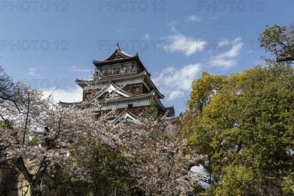 Hiroshima Castle, also known as Carp Castle, in front of a blue sky with cherry blossoms, Sakura, replica of the original destroyed by the atomic bombing, sight, tourist attraction, Naka Ward, Hiroshima, Japan