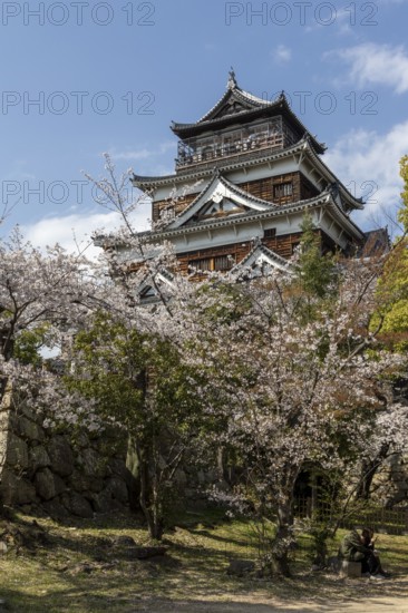 Hiroshima Castle, also known as Carp Castle, in front of a blue sky with cherry blossoms, Sakura, replica of the original destroyed by the atomic bombing, sight, tourist attraction, Naka Ward, Hiroshima, Japan