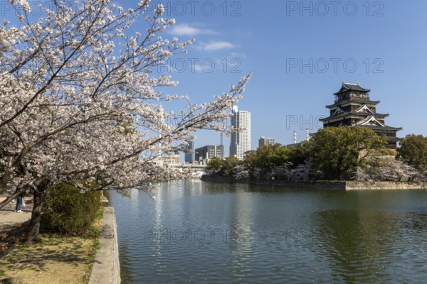 Hiroshima Castle, also known as Carp Castle, against a blue sky with cherry blossoms, sakura, and moat, replica of the original destroyed in the atomic bombing, sight, tourist attraction, Naka Ward, Hiroshima, Japan