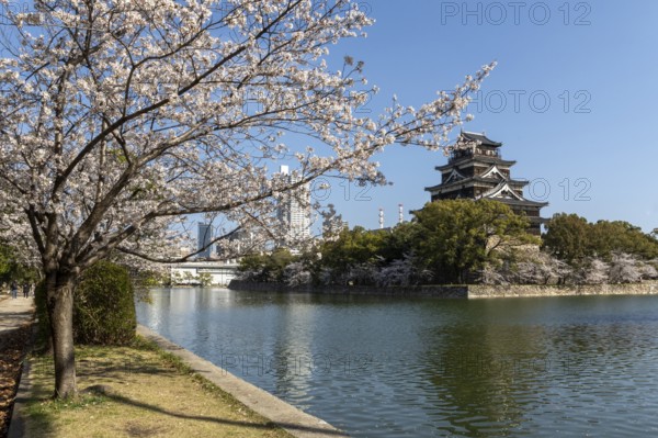 Hiroshima Castle, also known as Carp Castle, against a blue sky with cherry blossoms, sakura, and moat, replica of the original destroyed in the atomic bombing, sight, tourist attraction, Naka Ward, Hiroshima, Japan