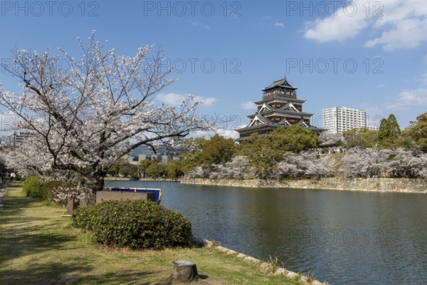 Hiroshima Castle, also known as Carp Castle, against a blue sky with cherry blossoms, sakura, and moat, replica of the original destroyed in the atomic bombing, sight, tourist attraction, Naka Ward, Hiroshima, Japan