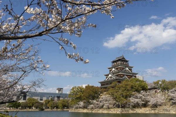 Hiroshima Castle, also known as Carp Castle, against a blue sky with cherry blossoms, sakura, and moat, replica of the original destroyed in the atomic bombing, sight, tourist attraction, Naka Ward, Hiroshima, Japan