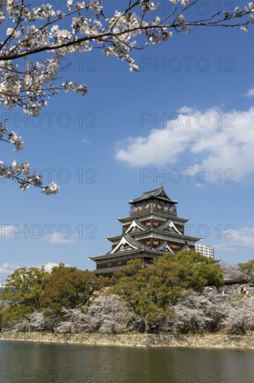 Hiroshima Castle, also known as Carp Castle, against a blue sky with cherry blossoms, sakura, and moat, replica of the original destroyed in the atomic bombing, sight, tourist attraction, Naka Ward, Hiroshima, Japan