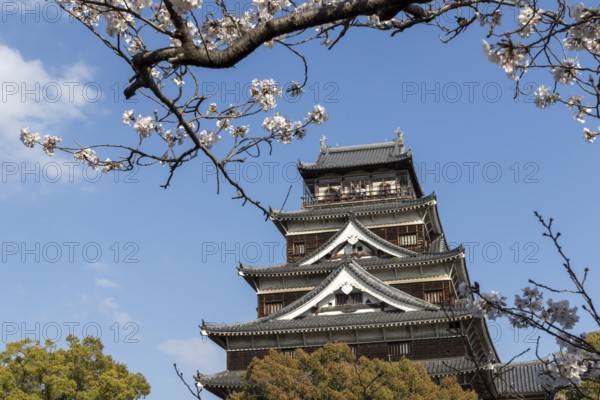 Hiroshima Castle, also known as Carp Castle, in front of a blue sky with cherry blossoms, Sakura, replica of the original destroyed by the atomic bombing, sight, tourist attraction, Naka Ward, Hiroshima, Japan