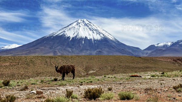 A llama stands in front of a snow-capped volcano in a vast desert landscape, llamas in the landscape of the Altiplano in Bolivia