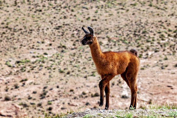 A young, brown llama stands in a wide, green landscape under the blue sky, llamas in the landscape of the Altiplano in Bolivia