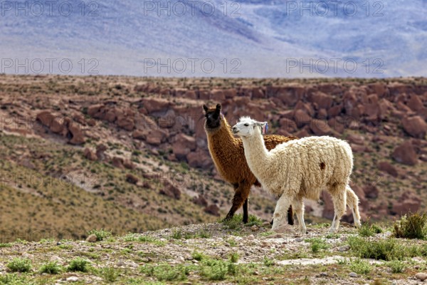 Two llamas, one brown, one white, stand on a dry pasture against a rocky backdrop, llamas in the landscape of the Altiplano in Bolivia