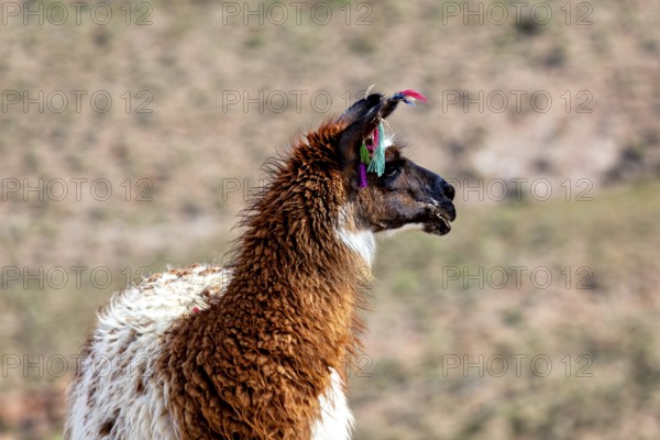 Close-up of a brown llama with colourful ear jewellery in a dry landscape, llamas in the landscape of the Altiplano in Bolivia