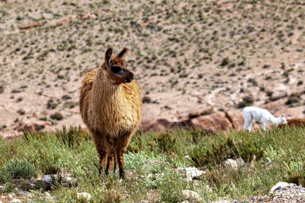 A llama stands in a barren, grassy desert landscape with a sheep in the background, llamas in the landscape of the Altiplano in Bolivia