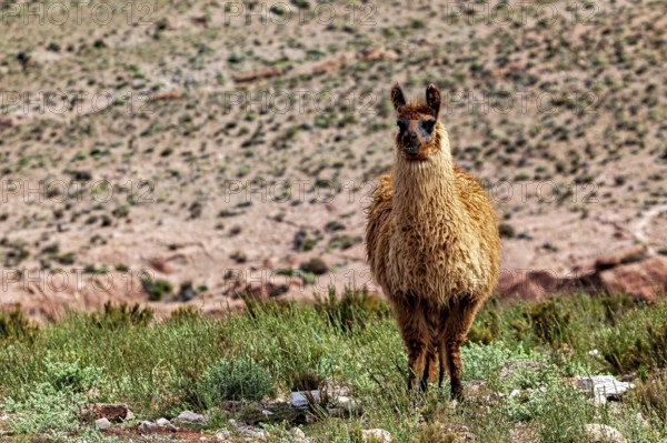 A single llama stands on a dry, green surface with a desert landscape in the background, llamas in the landscape of the Altiplano in Bolivia