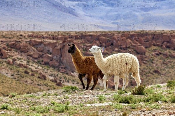 Two llamas, one brown, one white, walk across a stony pasture in a rocky desert landscape, llamas in the landscape of the Altiplano in Bolivia