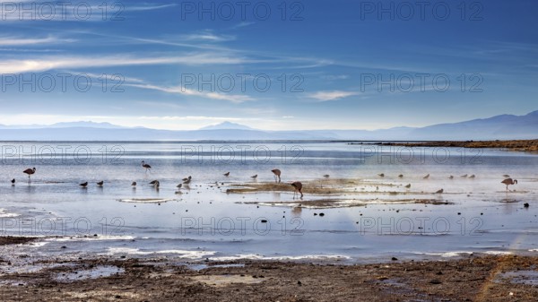 Tranquil lake with birds and distant mountains under a sunny sky, The thermal springs of Polques in Bolivia