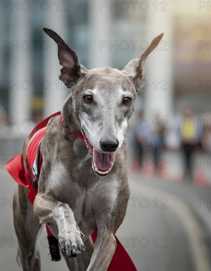 A grey dog is running on a road with a red ribbon around its neck. The dog appears to be happy and energetic, AI generated