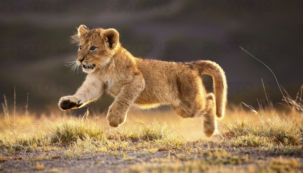 Lion cub jumping in the savannah at sunset, AI generated