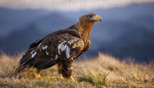 A majestic golden eagle with brown and white feathers stands on a grassy hill, surveying its surroundings against a blurred mountainous background, AI generated