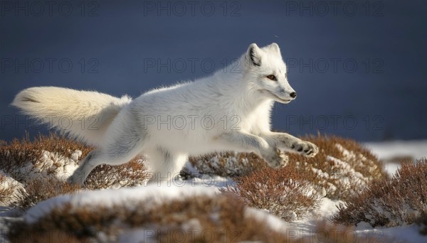 An arctic fox leaps through snowy tundra, its white fur blending into the winter landscape, captured in mid-motion against a dark blue sky, AI generated