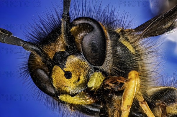 Macro photograph of a wasp with detailed facial features on a blue background, macro portrait of a Vespula germanica (Vespula germanica)