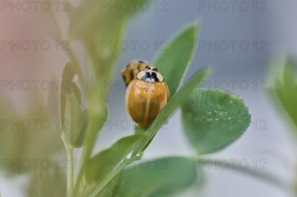 Close-up of a newly hatched ladybird (Coccinellidae) still without dots on a leaf, surrounded by green leaves, Wismar, Mecklenburg-Western Pomerania, Germany