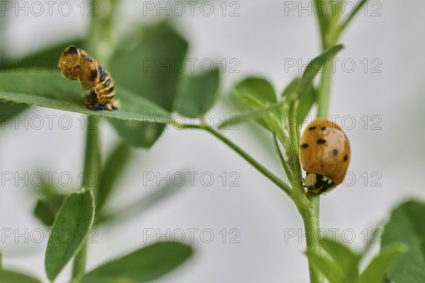 The successfully hatched ladybird (Coccinellidae), in the foreground the empty pupa, Wismar, Mecklenburg-Vorpommern, Germany