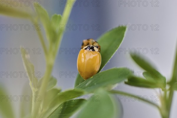 Ladybird (Coccinellidae) freshly hatched on a leaf with sharp focus, natural background, Wismar, Mecklenburg-Vorpommern, Germany