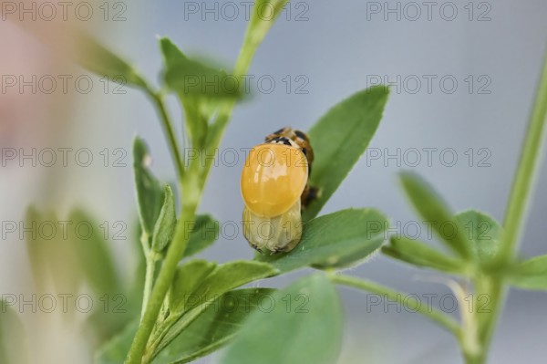 Macro photograph of a newly hatched ladybird (Coccinellidae) on a leaf drying its wings, natural environment, Wismar, Mecklenburg-Western Pomerania, Germany