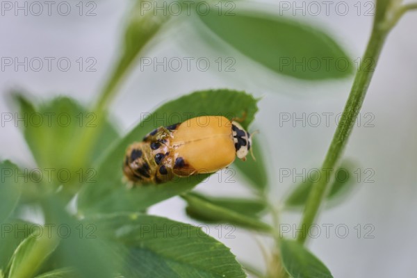 Close-up of a ladybird larva (Coccinellidae) on a leaf surrounded by green plants, beetle almost fully hatched, Wismar, Mecklenburg-Western Pomerania, Germany