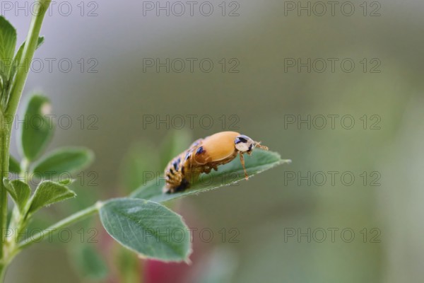 Ladybird larva (Coccinellidae) on a plant leaf, beetle hatching, macro photograph with natural background, Wismar, Mecklenburg-Western Pomerania, Germany