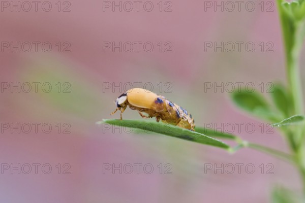 Ladybird larva (Coccinellidae) on a leaf in front of a light pink background, beetle almost fully hatched, close-up, Wismar, Mecklenburg-Western Pomerania, Germany