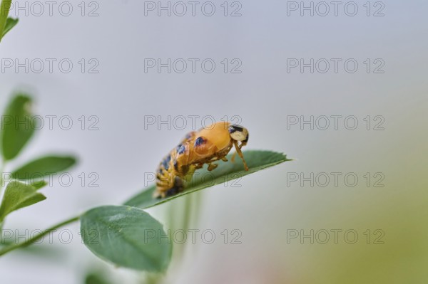 Macro photograph of a ladybird larva (Coccinellidae) on a green leaf in front of a blurred background, ladybird hatching, Wismar, Mecklenburg-Vorpommern, Germany