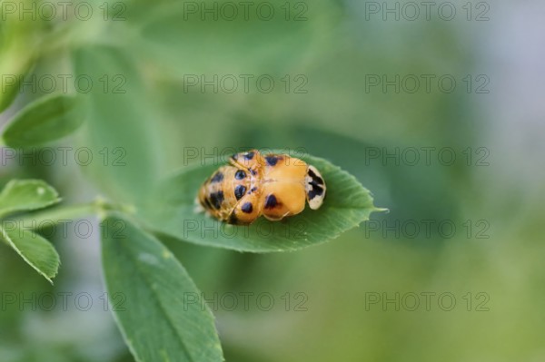 Macro photograph of a ladybird larva (Coccinellidae) on a leaf, beetle beginning to hatch, focussing on detail, Wismar, Mecklenburg-Western Pomerania, Germany
