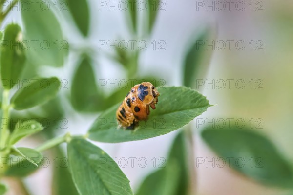 Ladybird larva (Coccinellidae) on a green leaf, beginning of hatching, close-up with clear focus on natural background, Wismar, Mecklenburg-Vorpommern, Germany