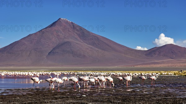 Flamingos stand in front of majestic mountains in shallow water, the James flamingos in the Laguna Colorada in Bolivia (Phoenicoparrus jamesi)