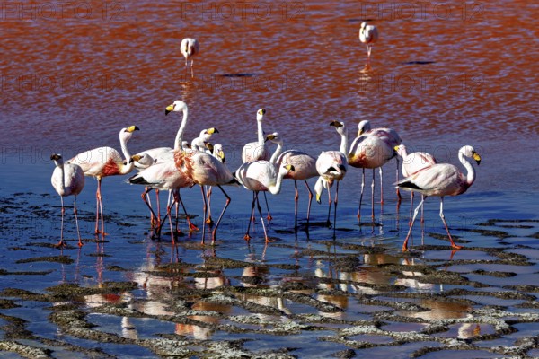 Group of flamingos standing together at a body of water, The James flamingos in the Laguna Colorada in Bolivia (Phoenicoparrus jamesi)