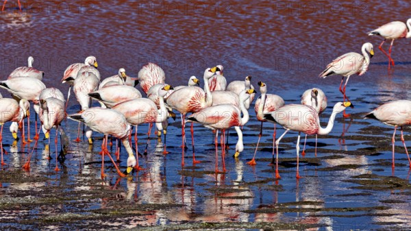 Flamingos gather in a shallow body of water under a blue sky, The James flamingos in the Laguna Colorada in Bolivia (Phoenicoparrus jamesi)