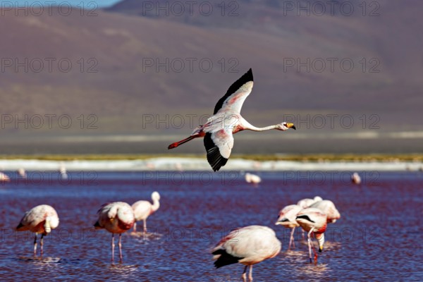 A flamingo flies over a lake with mountains in the background, The James flamingos in the Laguna Colorada in Bolivia (Phoenicoparrus jamesi)