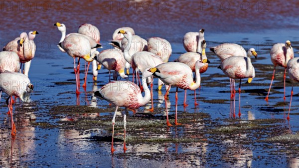 Flamingos standing in the water with red reflections of the surroundings, The James flamingos in the Laguna Colorada in Bolivia (Phoenicoparrus jamesi)