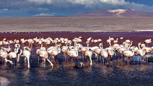 Flamingos standing in the water with a mountain backdrop under a dramatic sky, The James flamingos at Laguna Colorada in Bolivia (Phoenicoparrus jamesi)