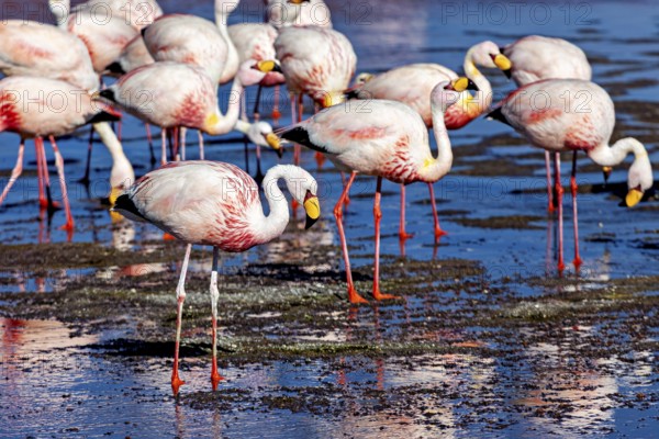 Group of flamingos standing in shallow water under a blue sky, The James flamingos in the Laguna Colorada in Bolivia (Phoenicoparrus jamesi)