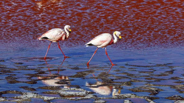 Two flamingos walk in the shallow water and are reflected in it, The James flamingos in the Laguna Colorada in Bolivia (Phoenicoparrus jamesi)