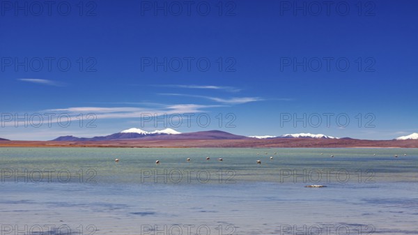 Vast landscape with a clear lake and snow-capped mountains under a blue sky, The landscape of the Laguna Colorada in Bolivia