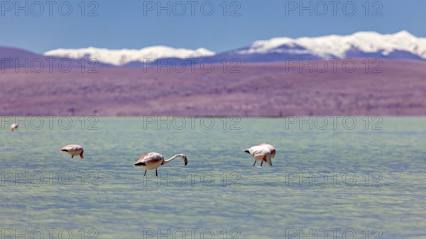 Flamingos nibbling in the calm water with snow-capped mountains in the background, The James flamingos in the Laguna Colorada in Bolivia (Phoenicoparrus jamesi)