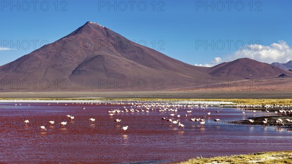 A row of flamingos in a red lagoon in front of an impressive volcano, The James flamingos in the Laguna Colorada in Bolivia (Phoenicoparrus jamesi)